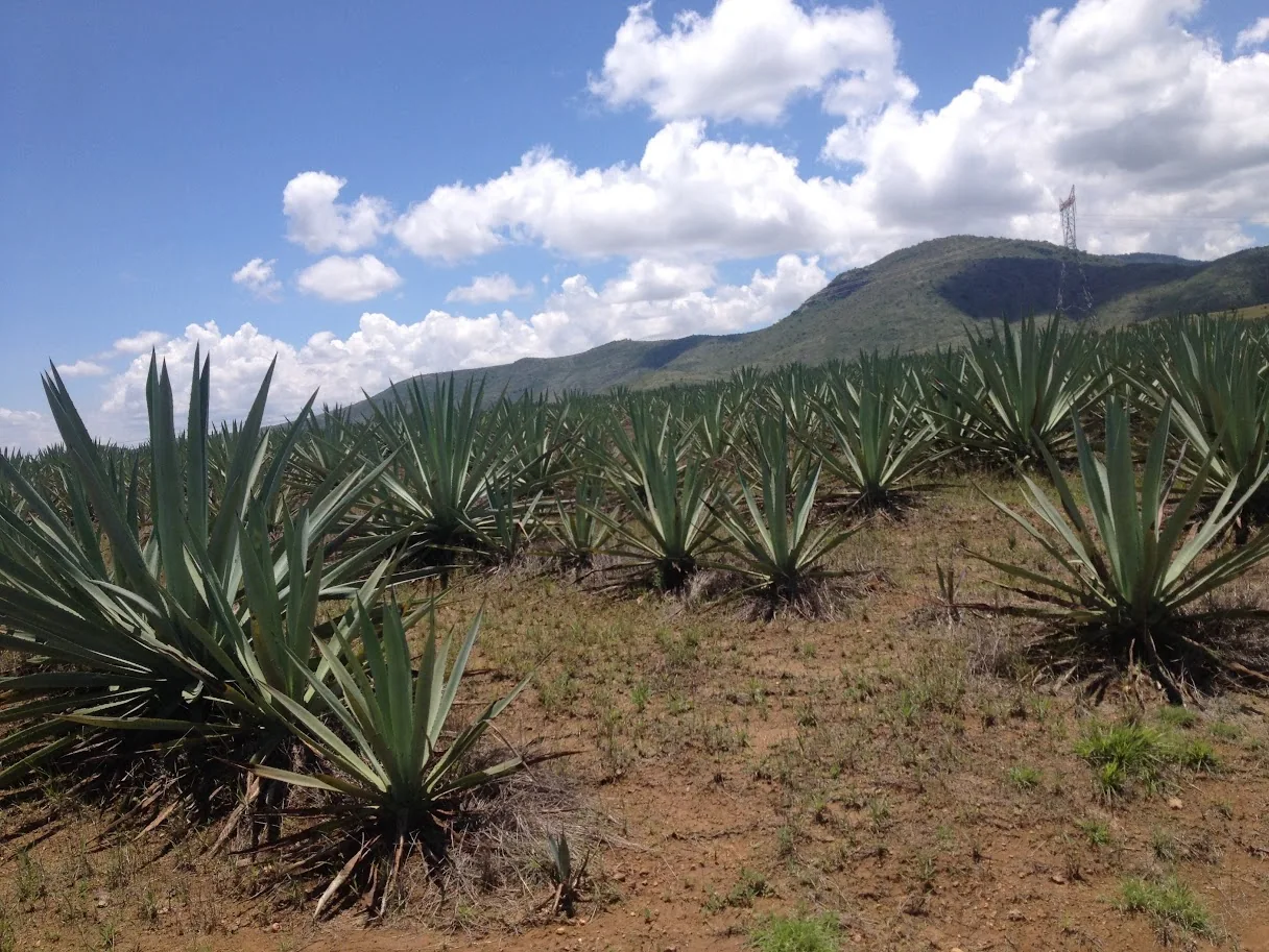 Plantación de agaves para la elaboración del mezcal en Oaxaca