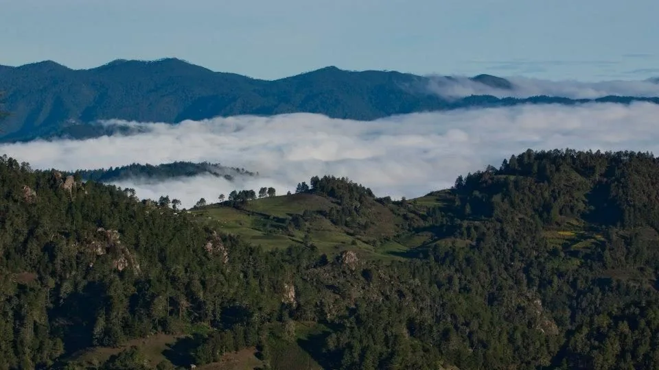 Bosque de pinos en la Sierra Norte